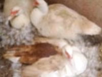 Geese — Foto 4