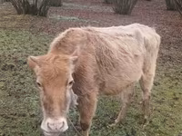 公牛, Cattle — 照片 1
