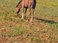 Hengst, Karabakh horse — Foto 4