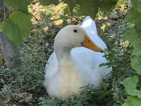 Ducks — foto 1
