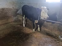 Корова, Russian Black pied cattle — фото 3