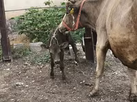 Сиыр, Simmental cattle — 5-сурет