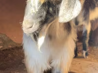تيس, الماعز — الصورة 1