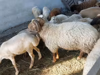 Ram, Sheep — photo 2