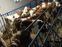 Bulle, Simmental cattle — Foto 3