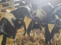 Bovinos (lote, sexo no especificado), Russian Black pied cattle — foto 3