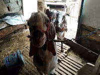 母山羊, Beetal goats — 照片 7