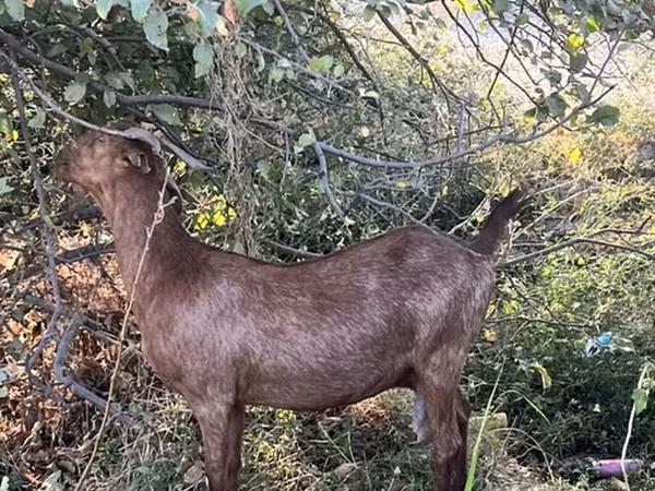 Keçilər (partiya, cinsi göstərilməyib), Nubian Goat