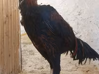 Chickens — 7-сурет