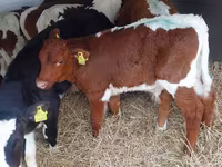 ثور, Simmental cattle — الصورة 1