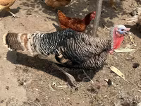 Turkeys — फ़ोटो 1
