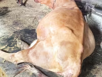 Сиыр, Russian Black pied cattle — 2-сурет