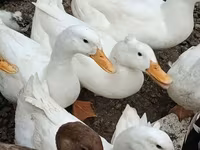 بكين ألماني — الصورة 1