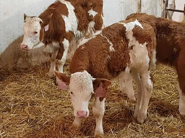 ثور, Simmental cattle