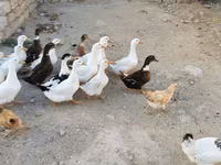 Ducks — Foto 5