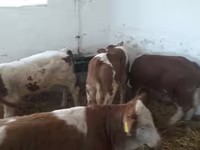 Rinder (Partie, Geschlecht nicht angegeben), Simmental cattle — Foto 1
