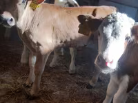 Bovinos (lote, sexo no especificado), Simmental cattle — foto 1