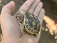 Quru tısbağa balaları - Növ: Quru tısbağa (Testudo tipli) - Ölçü — фото 5