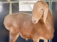 Qoç, Rhon sheep — foto 4