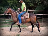 فرس, Quarter Horse — الصورة 5