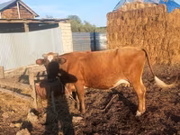 Cow, Cattle — photo 1