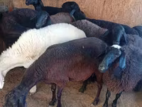 母羊, Hissar sheep — 照片 7