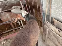 كبش, Blackheaded Persian sheep — الصورة 6