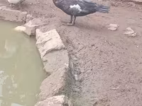 Ducks — الصورة 5