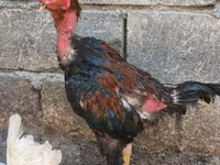 Gallo de pelea de fosa australiano — foto 1