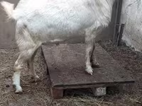 Ziegenbock, Nubian Goat — Foto 4