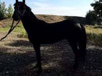Pferde (Partie, Geschlecht nicht angegeben), American shetland pony — Foto 5