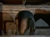 Caballo, Kazakh horse — foto 6