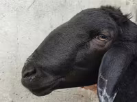 Qoʻchqor, Hissar sheep — 3-rasm
