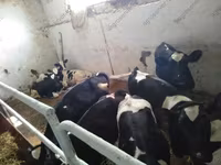Bulle, Holstein-Rasse — Foto 7