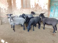 भेड़, Romanov sheep — फ़ोटो 1