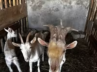 Cabra, Saanen goat — foto 1