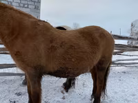 Айғыр, Yakutian horse — 2-сурет