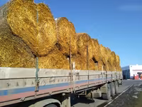 Солома — फ़ोटो 1