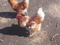 Brahma — Foto 2