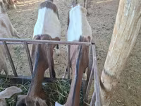 Ziege, Nubian Goat — Foto 2