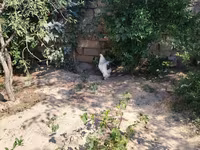 Brahma — Foto 3