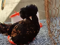 Chickens — फ़ोटो 2