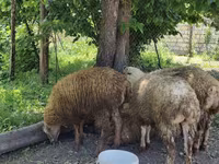 Qoç, Qoyunlar — foto 1