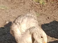 Domestic Muscovy — 1-rasm