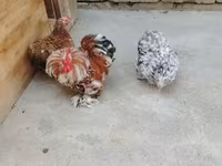 Chickens — फ़ोटो 3