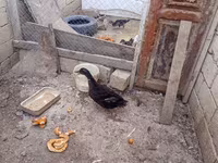 Ducks — foto 1