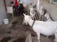 Taka, Echkilar — 5-rasm