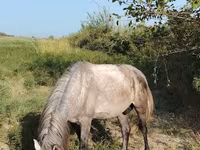 घोड़ा, घोड़े — फ़ोटो 3