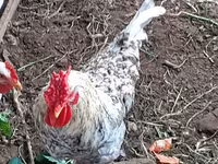 Chickens — 3-сурет