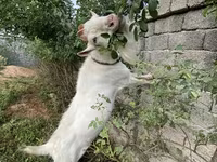 Keçilər (partiya, cinsi göstərilməyib), Saanen goat — foto 3